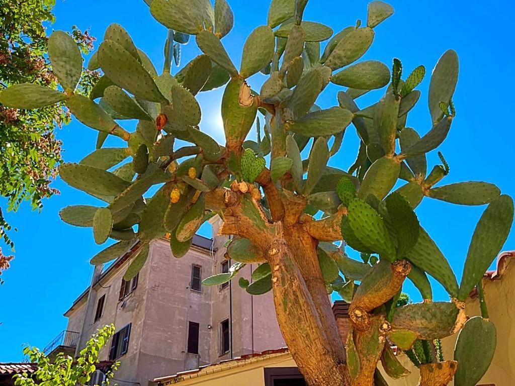Ltpanella Rose Flat Apartment